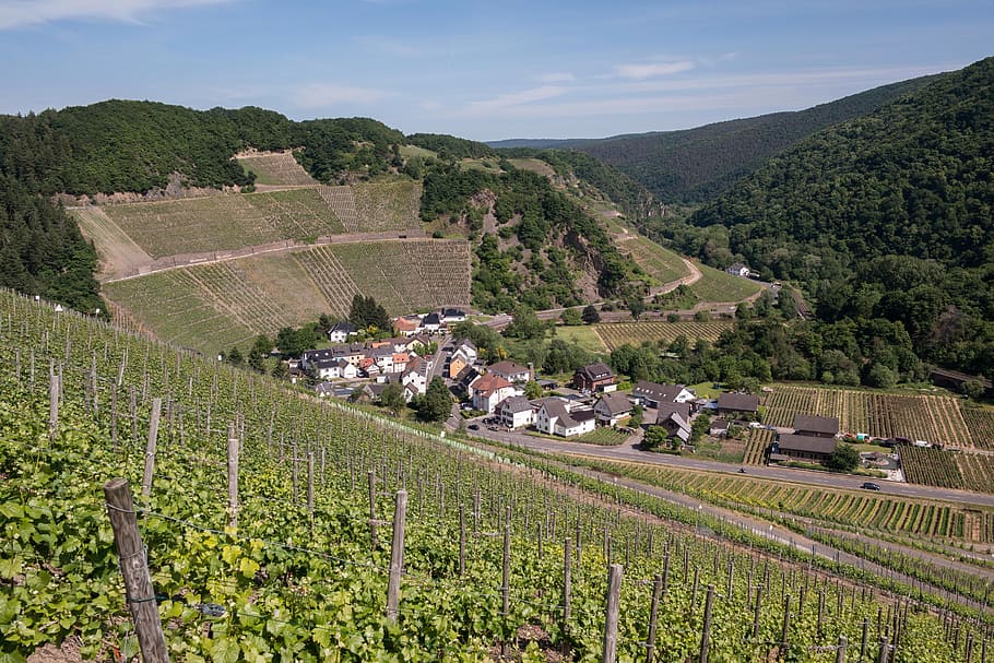 Vineyard, Wine, Winegrowing, Marienthal, grapevine, vines, germany HD wallpaper