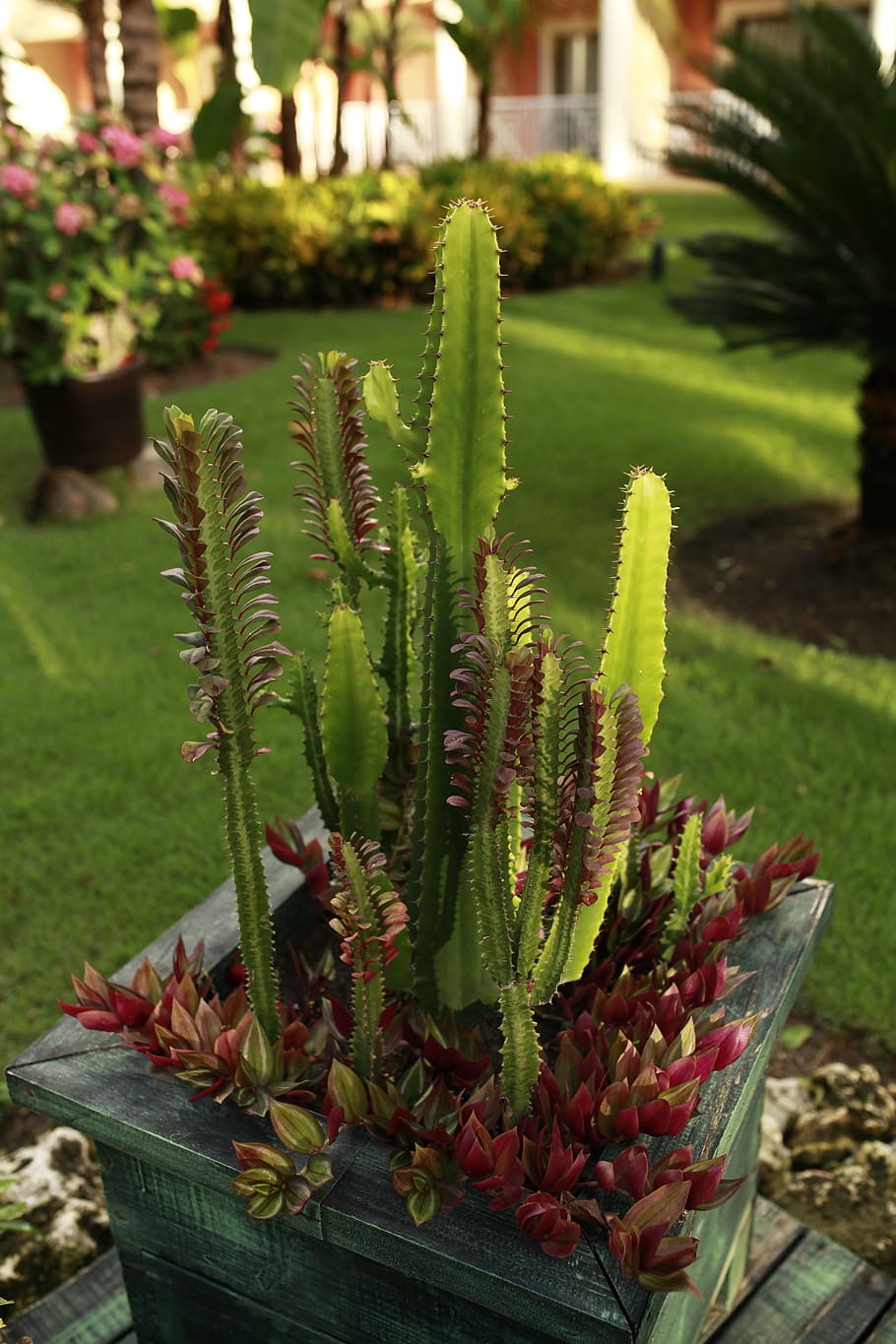 cacti, hotel, plant, green color, growth, nature, succulent plant HD wallpaper