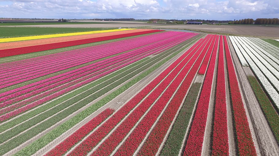 flowers, bulb, nature, spring, bulbs, bulb netherlands, tulips HD wallpaper