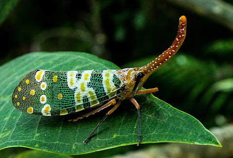 canthigaster cicada, fulgoromorpha, insect, proboscis, long HD wallpaper