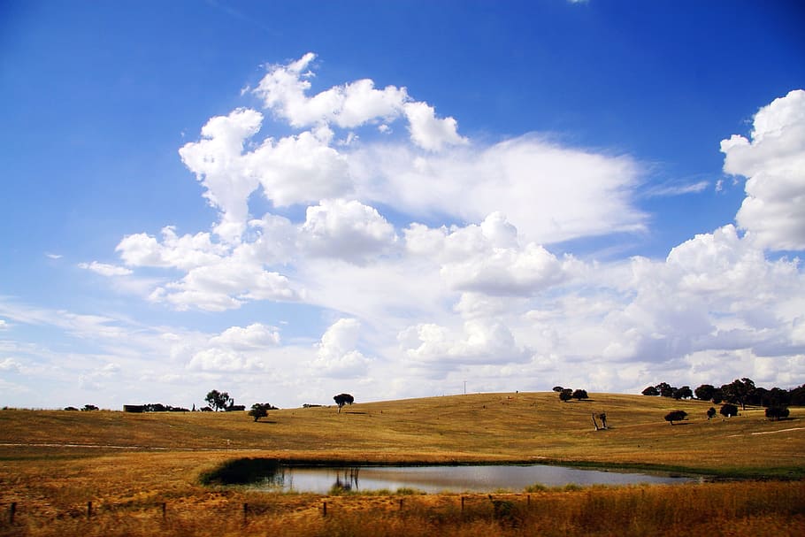 animal on ranch with brown field, sky, cloud, nature, blue HD wallpaper