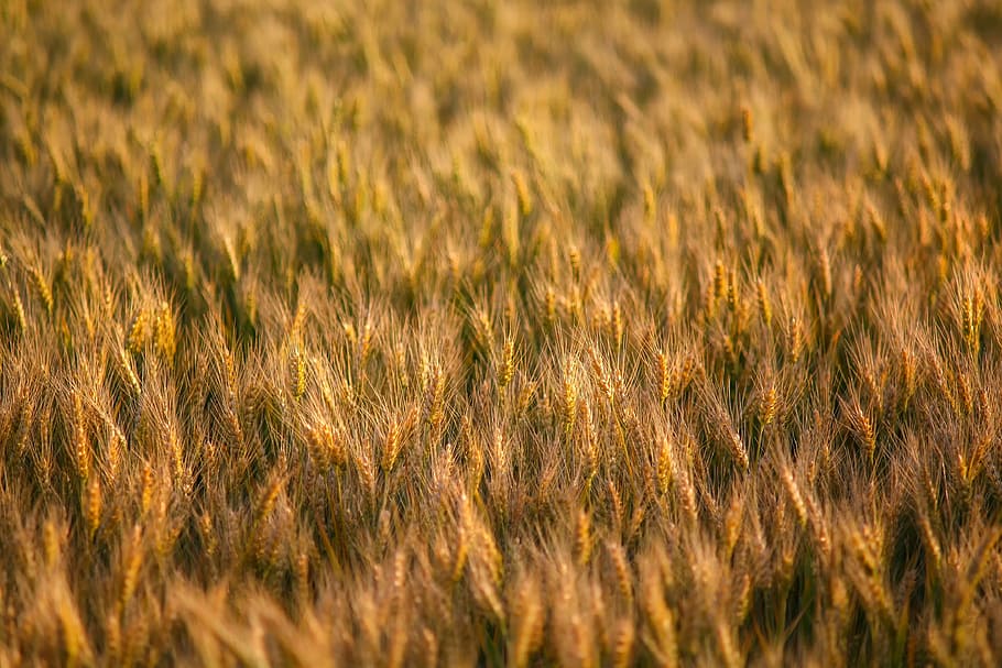 selective focus of paddy field, nature, grain, cornfield, barley HD wallpaper