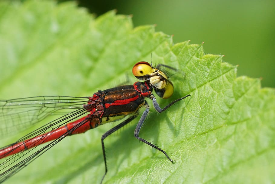 damselfly, leaf, nature, outside, close-up, macro, invertebrate HD wallpaper