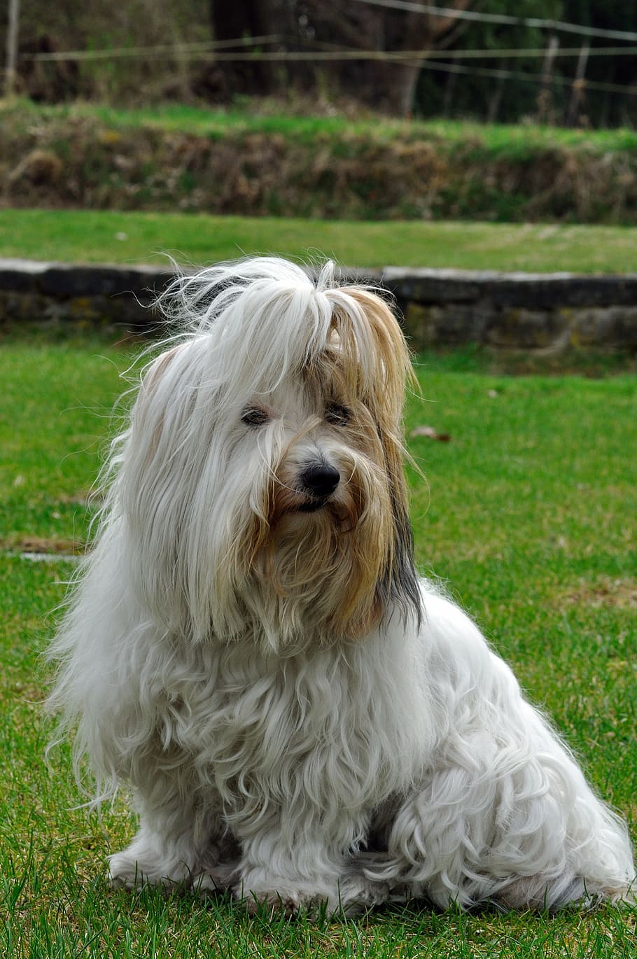 animal, dog, coton de tulear, pet photography, pets, grass, HD wallpaper