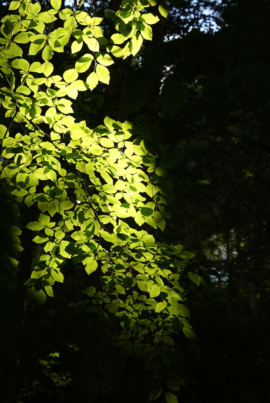 flora, nature, leaves, beech, light, back light, green, atmospheric HD wallpaper
