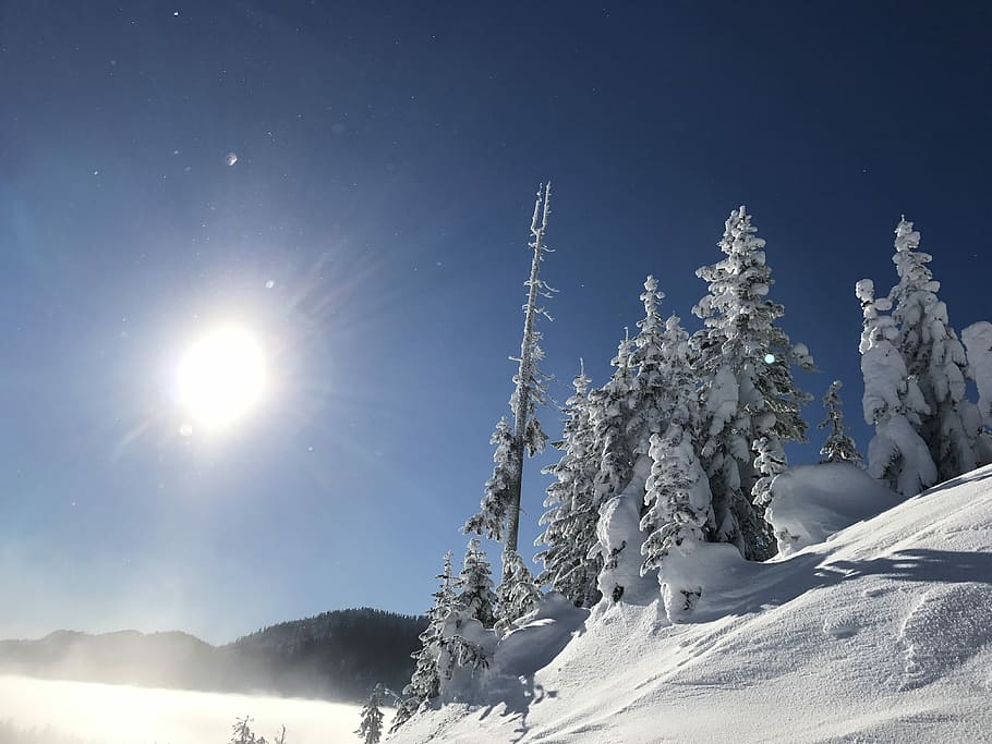 Trees, Snow, White, White, Sun, Forest, landscape, winter, nature HD wallpaper