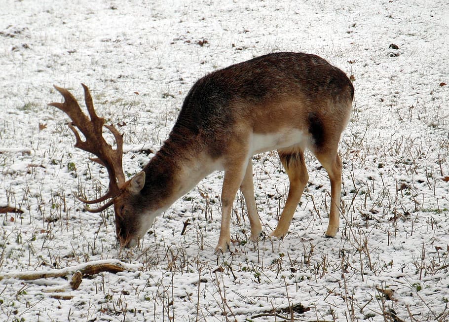 fallow deer, winter, fur, stains, antler, scoop, graze, wildlife park HD wallpaper