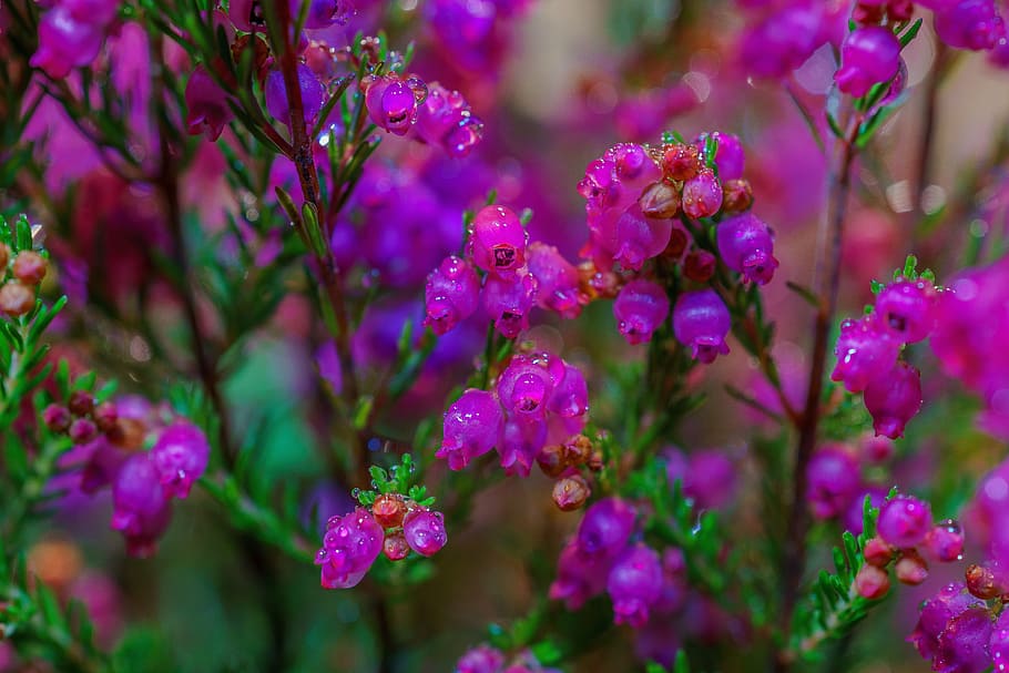 heather, erika, macro, plant, violet, heide, flowers, purple HD wallpaper