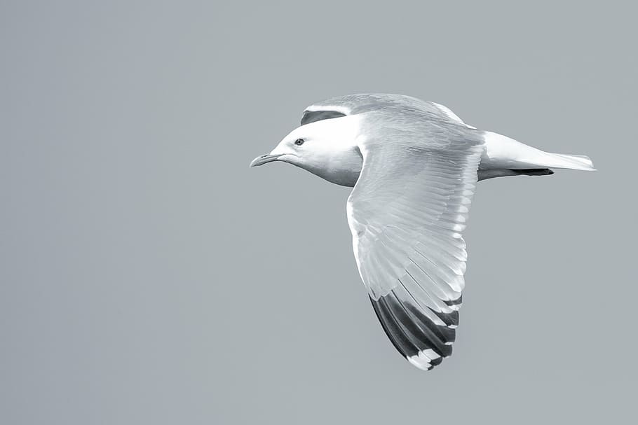 bird, seagull, fly, summer, feather, screaming, sun, sunshine HD wallpaper