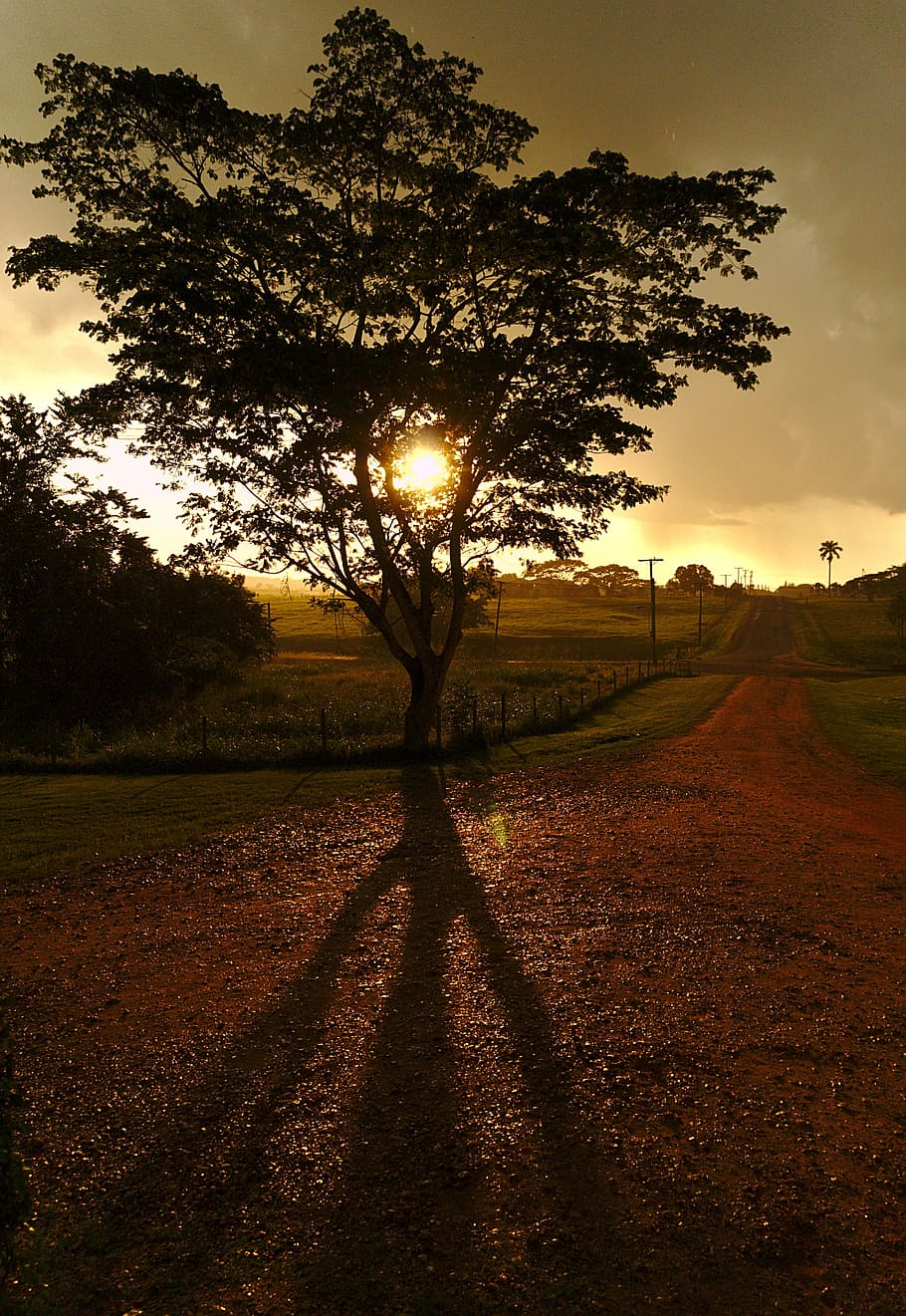 tree, sunset, shadow, drizzle, gravel, road, sky, sunlight HD wallpaper
