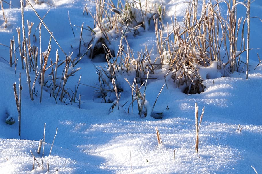 snow, winter, go, cold, snow landscape, frost, crystal, cold temperature HD wallpaper