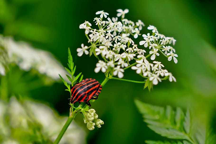 closeup photo of red and black winged insect perched on Queen Anne's lace flower HD wallpaper