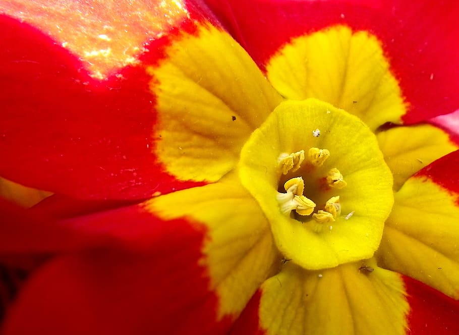 flowers, primrose, red, macro, spring flower, flowering plant HD wallpaper