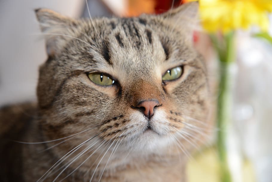 cute, cat, animals, portrait, animal themes, mammal, one animal HD wallpaper