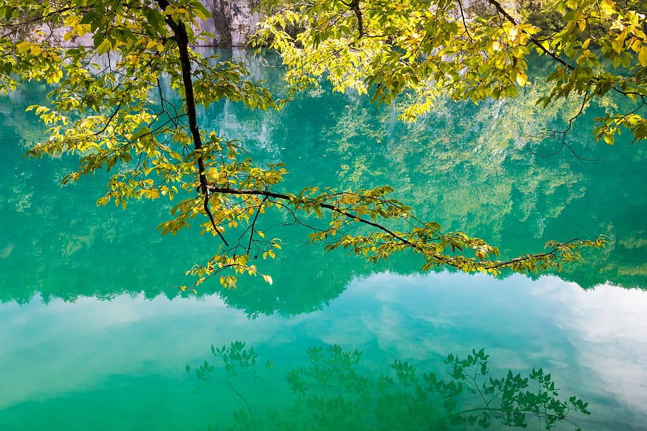 green leafed tree above body of water, landscape photography of green leafed trees HD wallpaper