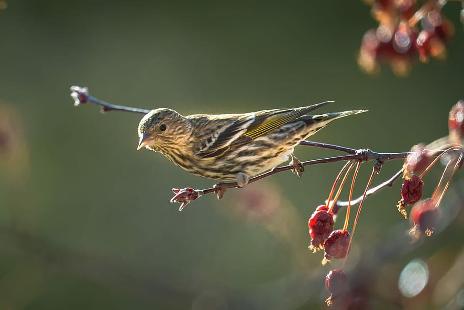 Pine Siskin, gray and yellow bird perched on tree branch, beak, HD wallpaper