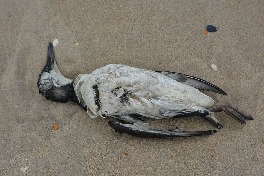 seagull, dead bird, beach, animal, animal themes, vertebrate HD wallpaper