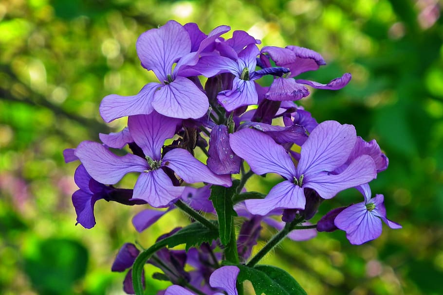 flower, grasshopper, blue, spring, plant, nature, flowering plant HD wallpaper