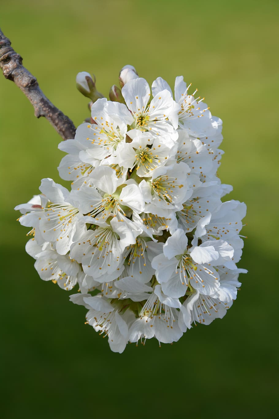 cherry blossoms, flowers, cherries, spring, nature, plant, bloom HD wallpaper