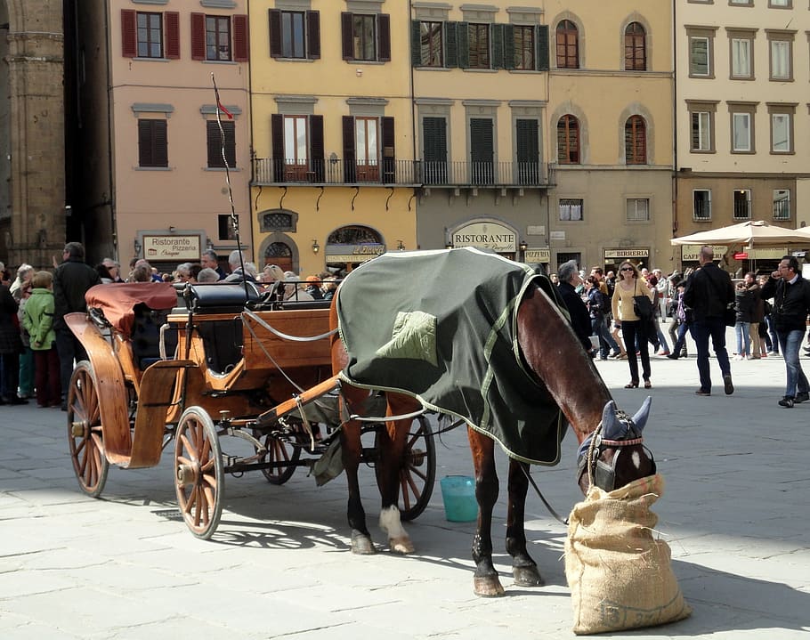 brown chariot and brown horse parked near brown buildings, Florence, HD wallpaper