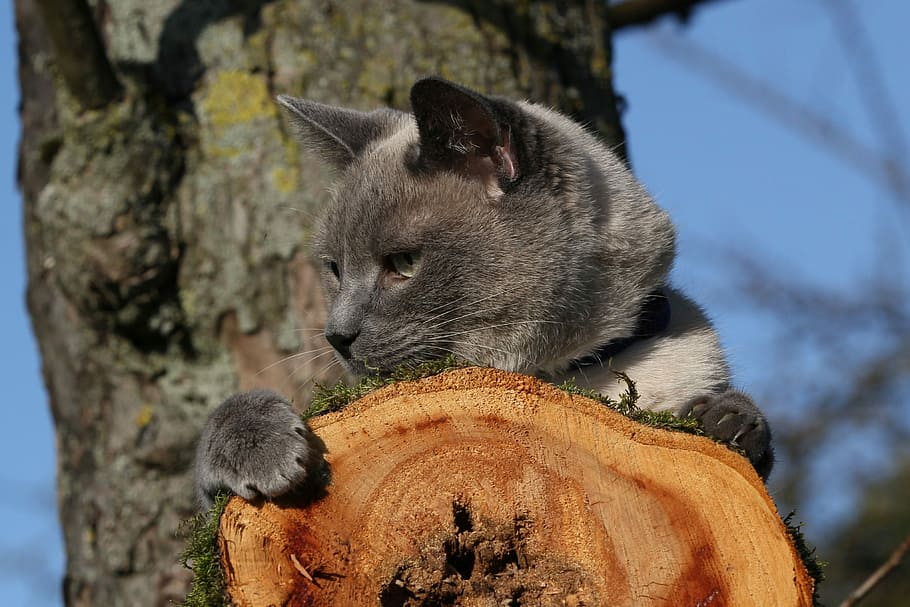 gray cat on tree, siam, nature, animal, animal themes, mammal HD wallpaper