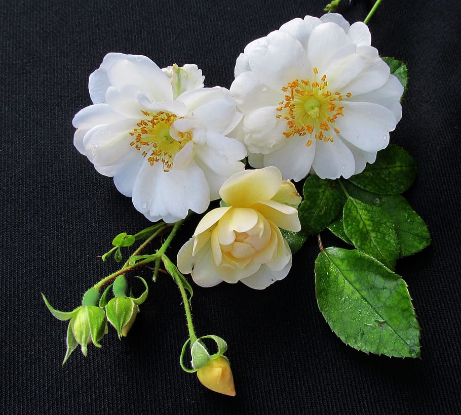 rose, white, flower, freshness, flowering plant, beauty in nature HD wallpaper