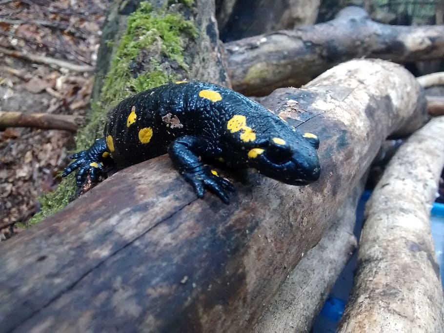 fire salamander, tree, black, yellow, spotted, animals in the wild HD wallpaper