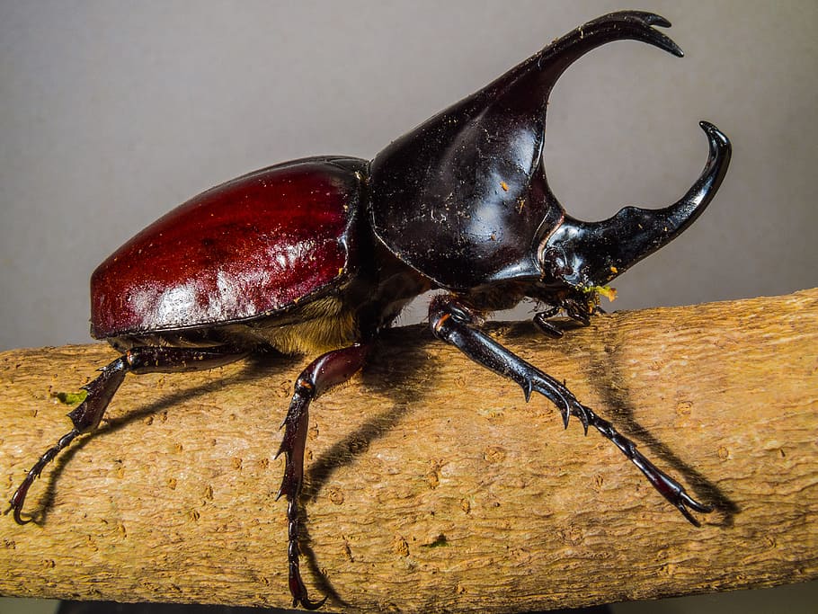tropical beetles, rhinoceros beetle, riesenkaefer, animal themes, HD wallpaper