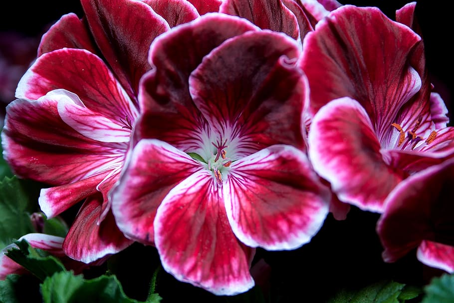 blossom, bloom, edelgeranie, geranium, close, violet, color HD wallpaper