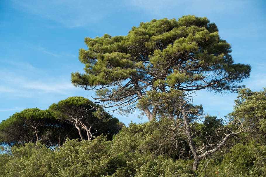 pine, forest, sky, blue, tree, maremma, italy, plant, growth HD wallpaper