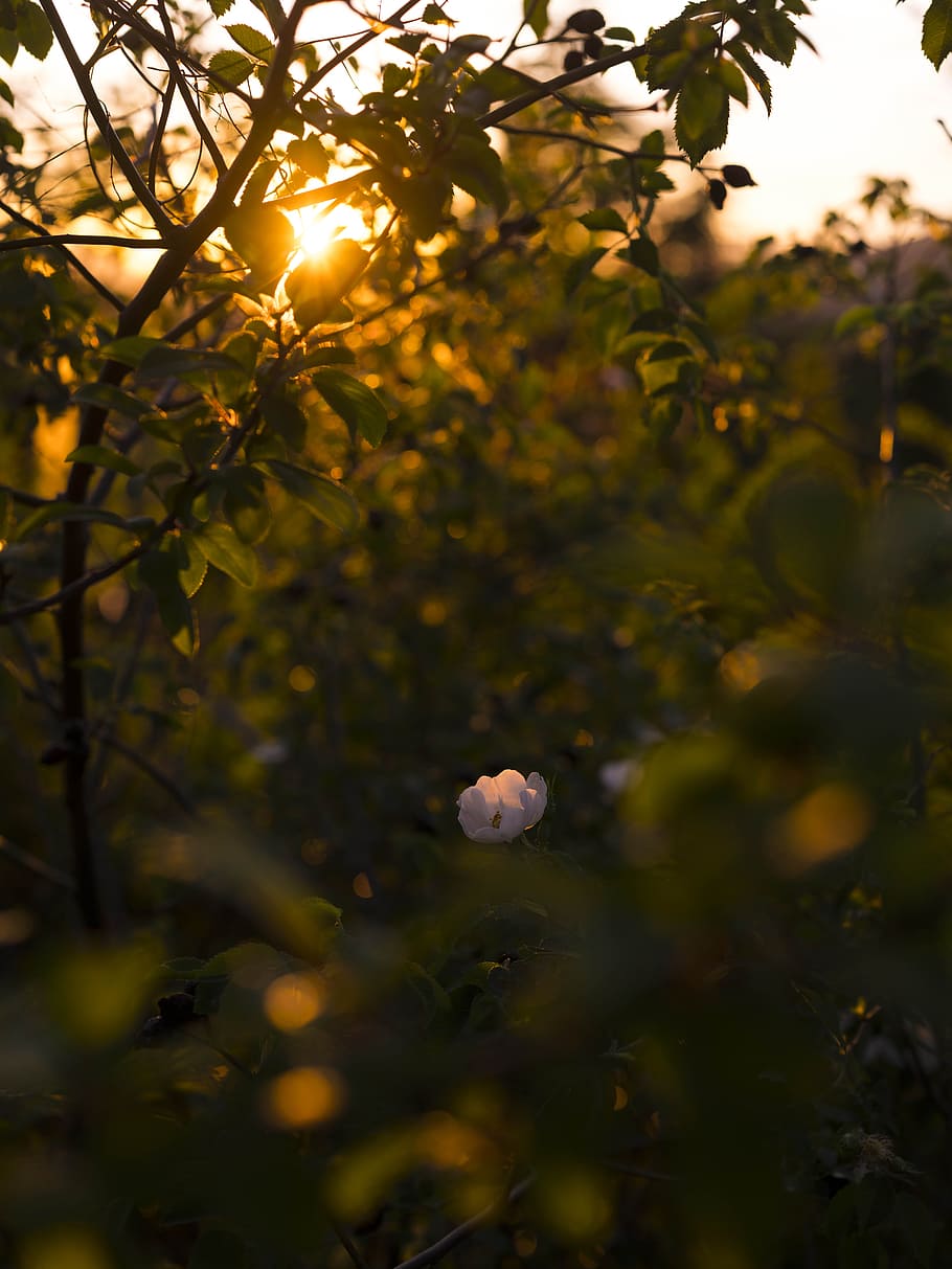 white petaled flower surrounded by green leaves in selective focus photography, selective focus photography of white rose in bloom at sunset HD wallpaper
