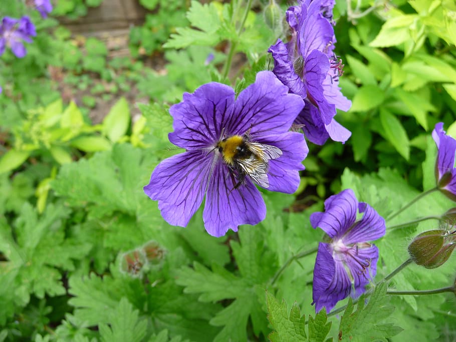 bee, flower, nature, insect, spring, summer, garden, plant HD wallpaper