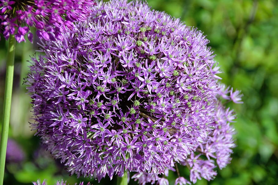 Garlic, Sphere, Violet, Plant, Flower, garden, ornamental, purple HD wallpaper