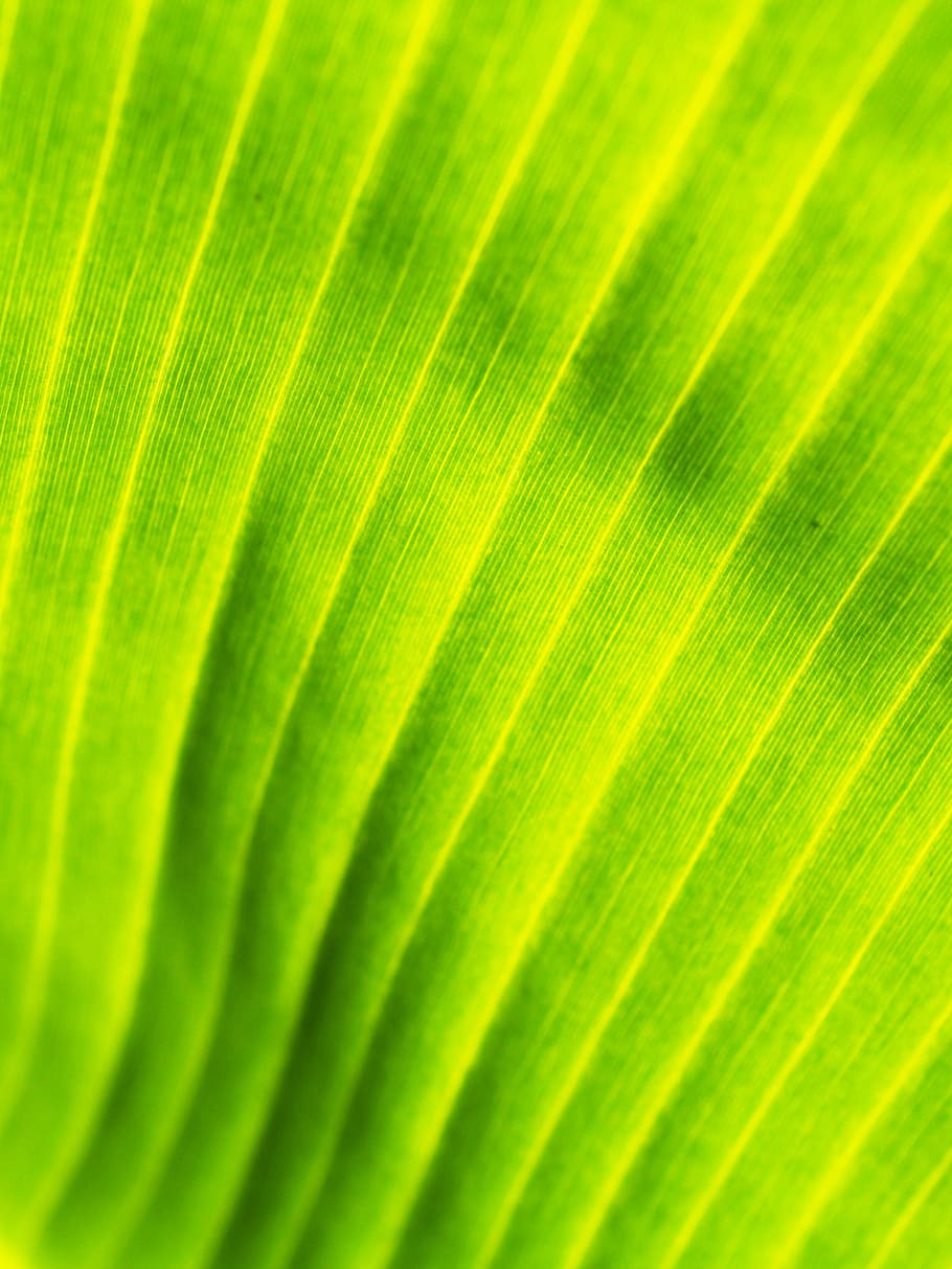 background, banana leaves, drop, element, environment, environmental HD wallpaper