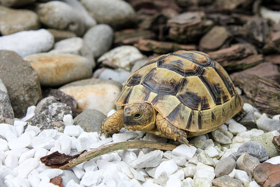turtle, reptile, tortoise, animal themes, animal wildlife, animals in the wild HD wallpaper