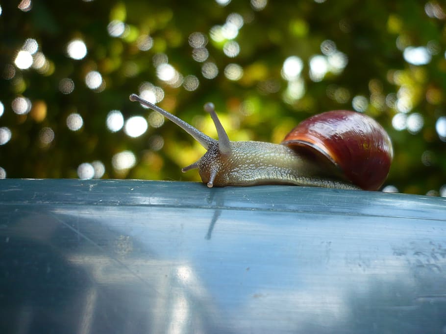 snail, spring, garden, foliage, gastropod, mollusk, animal wildlife HD wallpaper