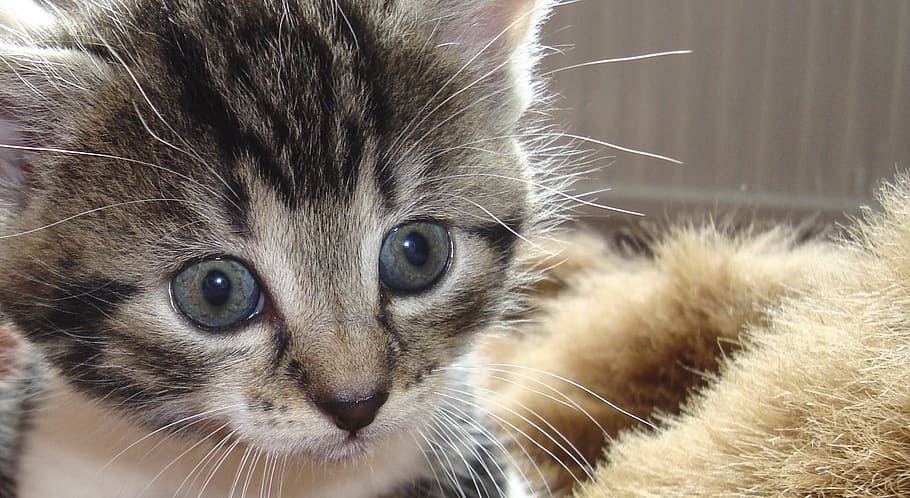Cat, Cute, Close, Portrait, Animal, Pet, snout, sweet, domestic cat HD wallpaper