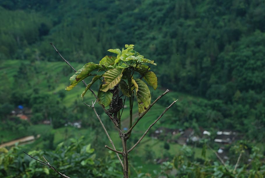 nature, flora, leaf, tree, outdoors, east java, plant, growth HD wallpaper