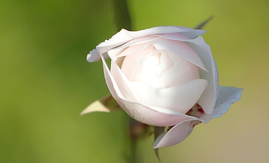 rosa, bianca, spring, spring flowers, trees, white, nature HD wallpaper