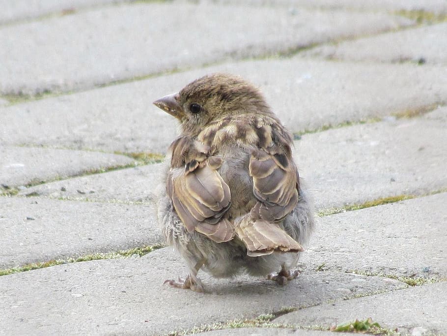 selective focus photo of sparrow, bird, feather, beak, cute HD wallpaper