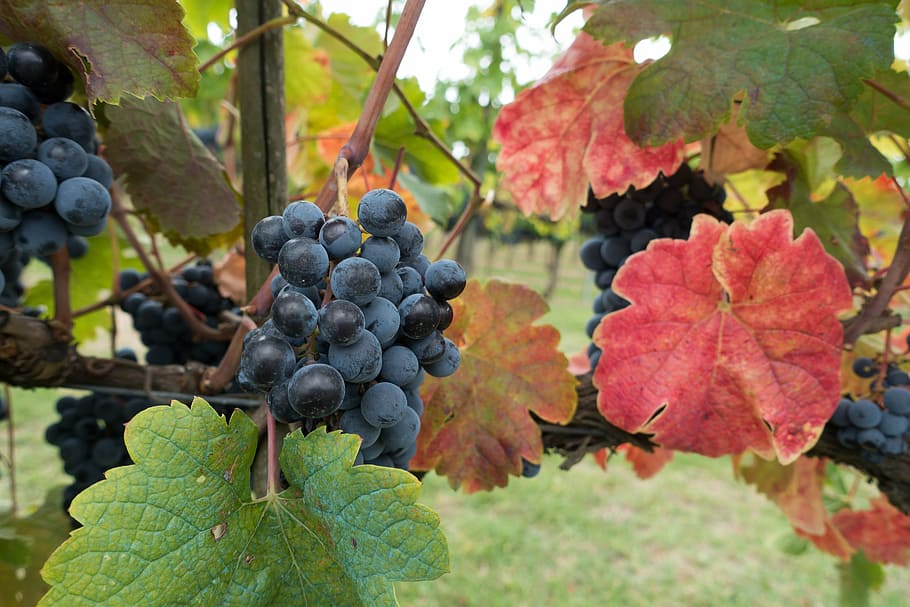 selective focus photography of bunch of grapes, winegrowing HD wallpaper