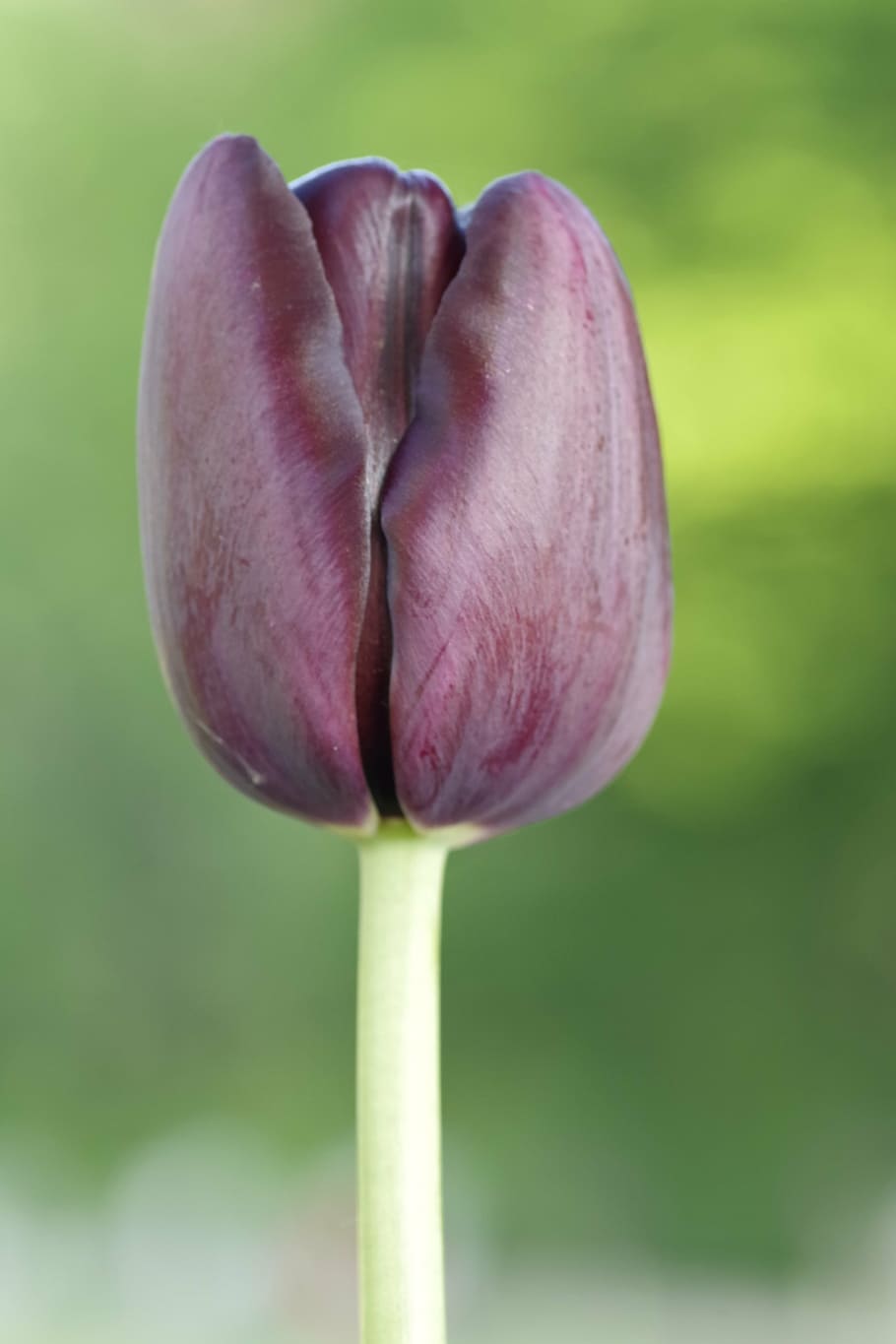 tulip, black, maroon, vertically, single, the petals, shiny HD wallpaper