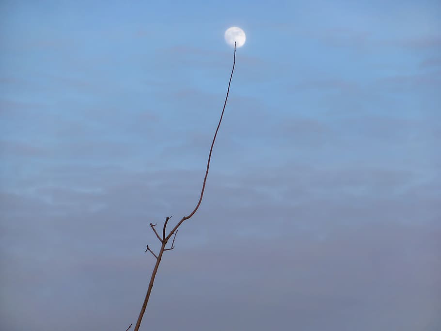 moon, brunch, dusk, blue hour, evening, sky, clouds, outside HD wallpaper
