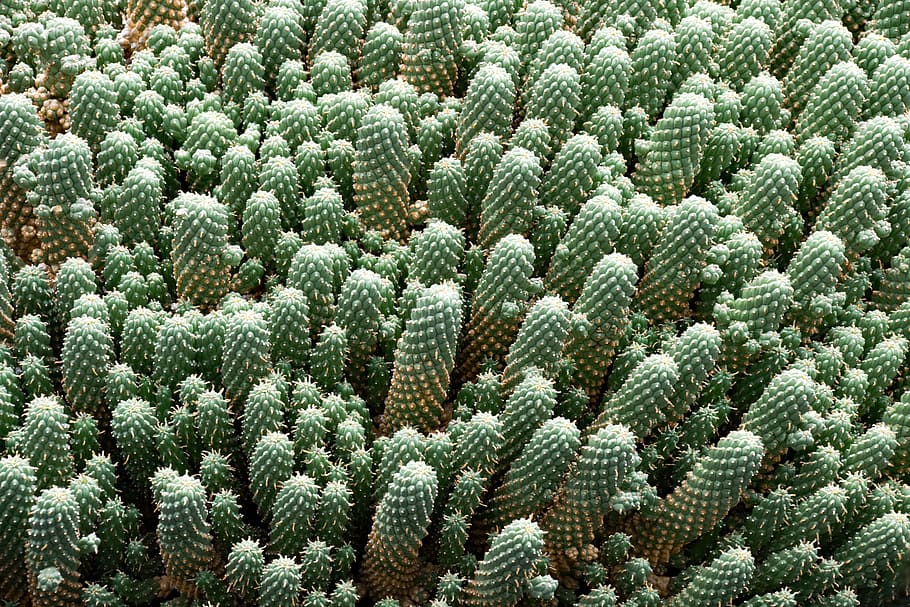 green cacti, jardin de cactus, lanzarote, spain, africa attractions, HD wallpaper