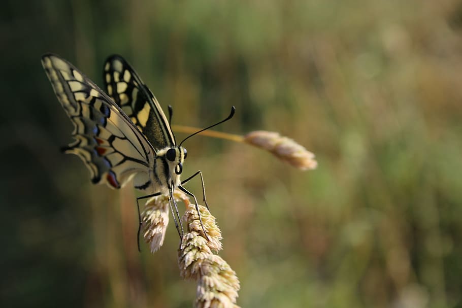butterfly, drexel, summer, insect, animal, nature, close, yellow HD wallpaper