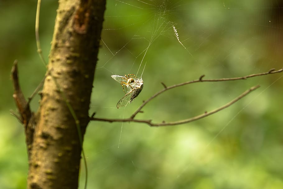 spider, cicada, catch, net, insect, invertebrate, animal wildlife HD wallpaper