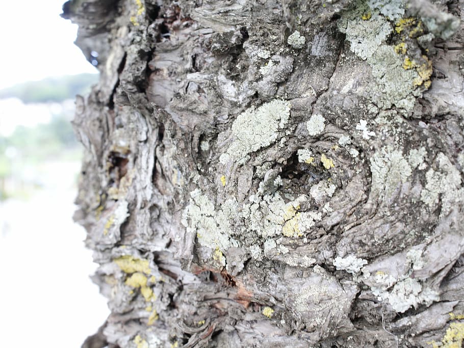 tree, eyes, nature, macro, textured, rough, close-up, tree trunk HD wallpaper