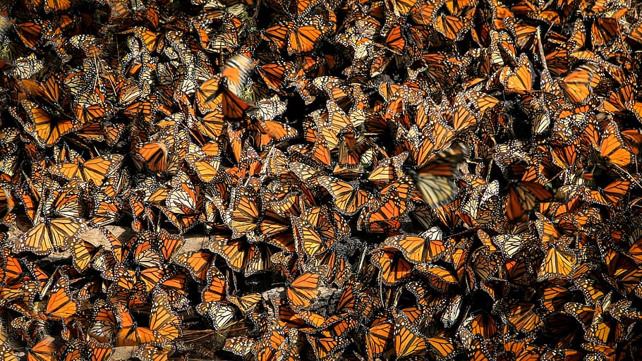 orange butterflies, fill the frame photography of butterflies HD wallpaper
