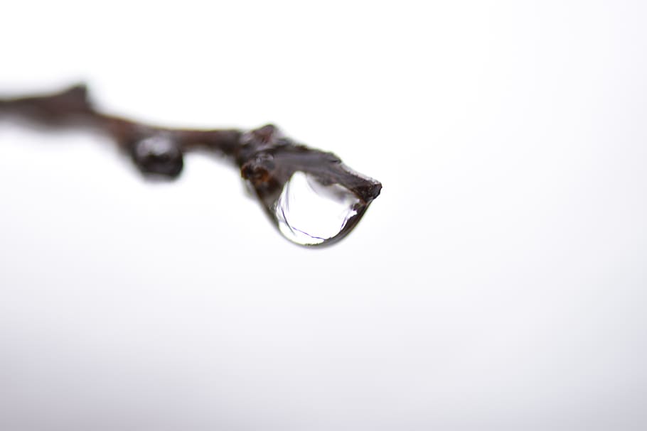 drop, water, rain, nature, white background, close-up, single object HD wallpaper
