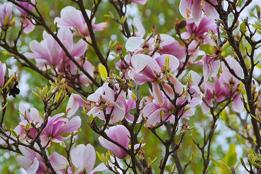 spring, bloom, spring bloom, nature, branch, romantic, pink HD wallpaper